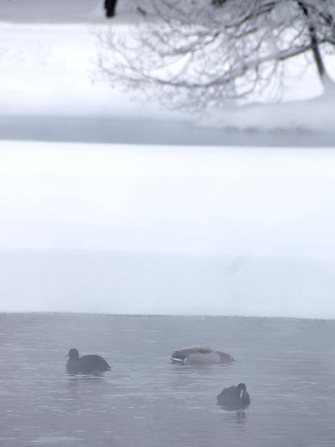 Город Гатчина