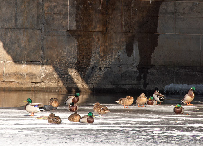 Ледовый переход по рекам и каналам СПб