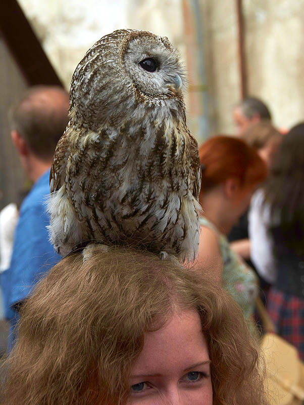 Рыцарский замок 2017