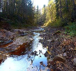 ���� ������